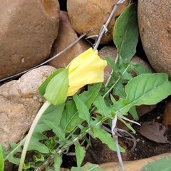 Oenothera triloba