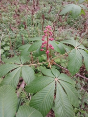 Aesculus pavia