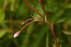 Epilobium collinum
