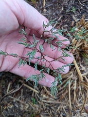 Polygonella americana