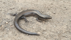 Chalcides sexlineatus