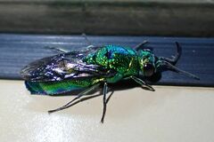 Chrysis lincea