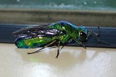 Chrysis lincea