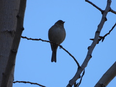Fringilla coelebs