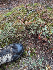 Polygonella americana