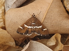 Spoladea recurvalis