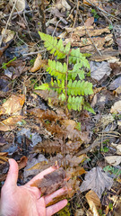 Dryopteris clintoniana