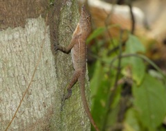 Anolis osa