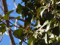 Hedera helix
