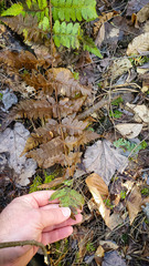 Dryopteris clintoniana