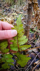 Dryopteris clintoniana