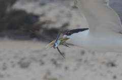 Exocoetidae