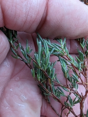 Polygonella americana