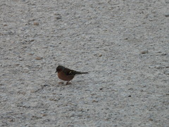 Fringilla coelebs
