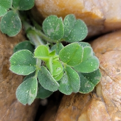 Medicago lupulina