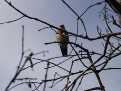 Stelgidopteryx ruficollis