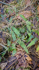 Dryopteris clintoniana