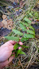 Dryopteris clintoniana