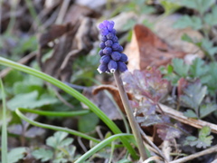 Muscari neglectum