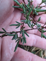 Polygonella americana