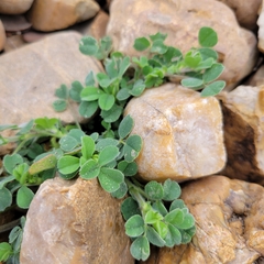 Medicago lupulina