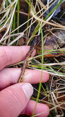 Dryopteris clintoniana