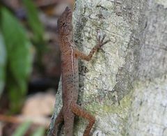 Anolis osa