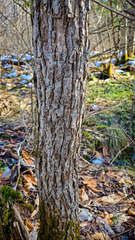Magnolia acuminata