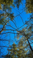 Magnolia acuminata