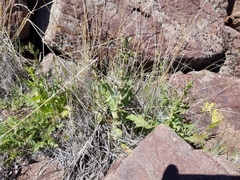 Rafinesquia californica
