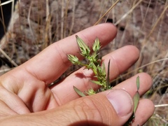 Rafinesquia californica