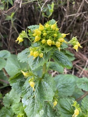 Scrophularia vernalis