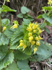 Scrophularia vernalis