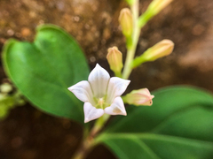 Spigelia