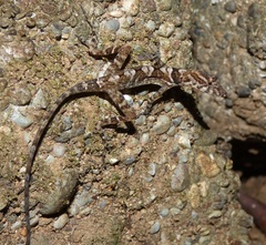 Anolis osa