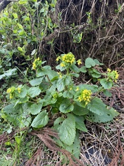 Scrophularia vernalis