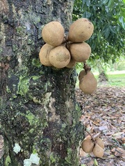 Stelechocarpus burahol