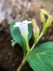 Spigelia