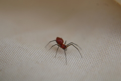 Florinda coccinea