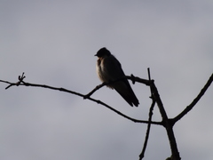 Stelgidopteryx ruficollis