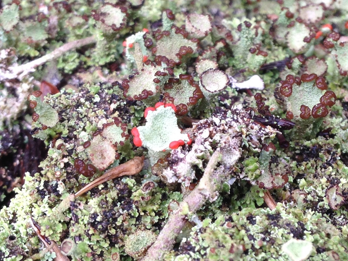 Cladonia pleurota image