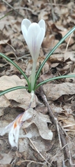 Crocus versicolor