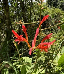 Crocosmia paniculata