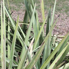 Yucca treculiana