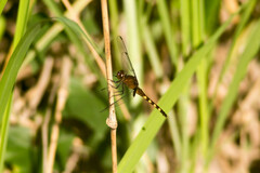 Erythemis attala