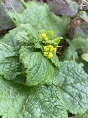 Scrophularia vernalis