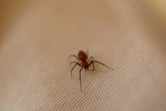 Florinda coccinea