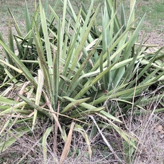 Yucca treculiana