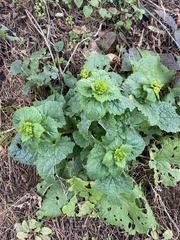 Scrophularia vernalis