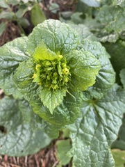 Scrophularia vernalis